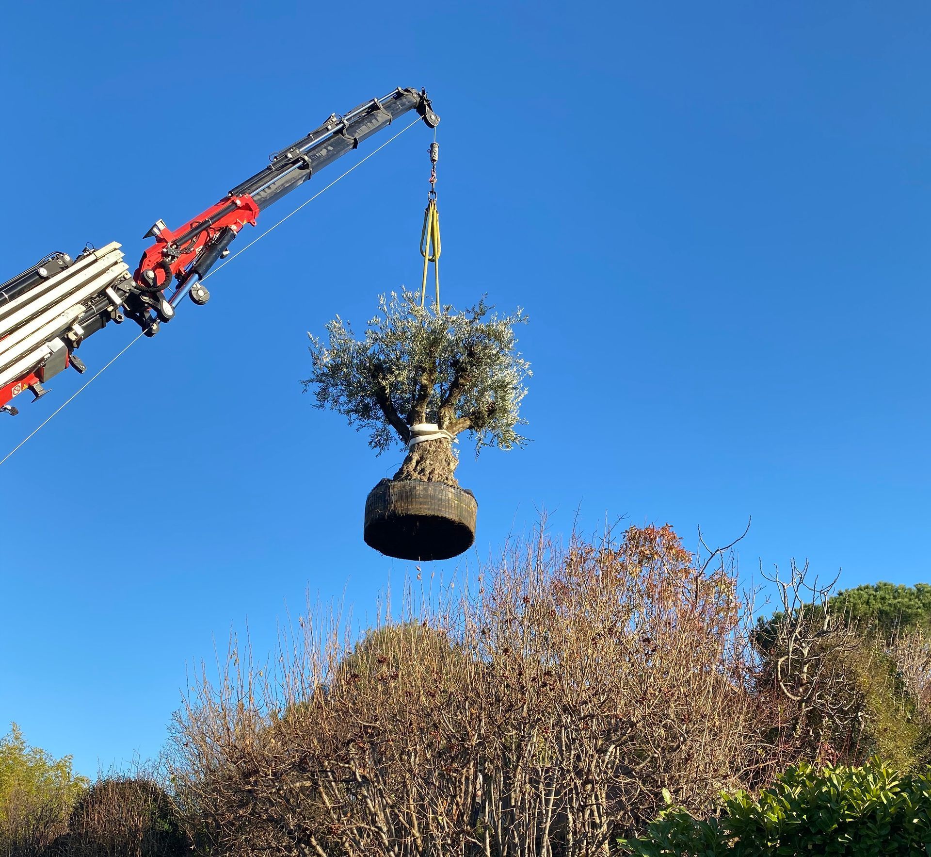 un arbre suspendu à une grue dans l' air
