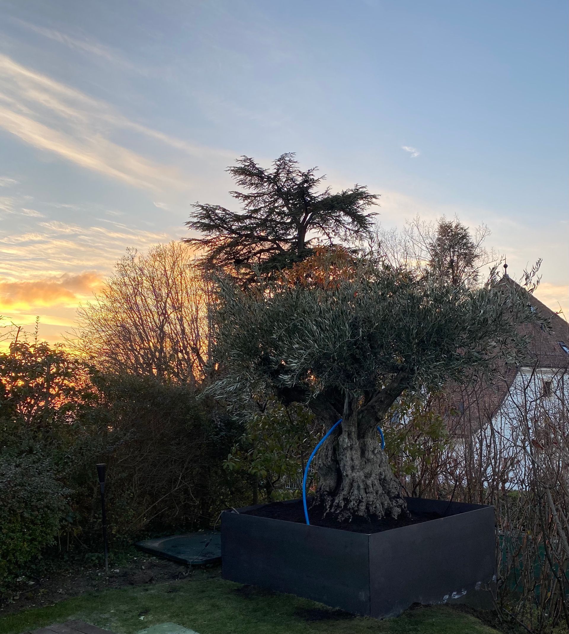 un arbre en pot est assis dans un jardin au coucher du soleil .