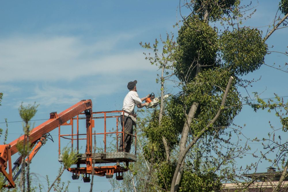 A Man is Cutting a Tree With a Chainsaw From a Crane — Ability Tree Service in Gloucester, NSW