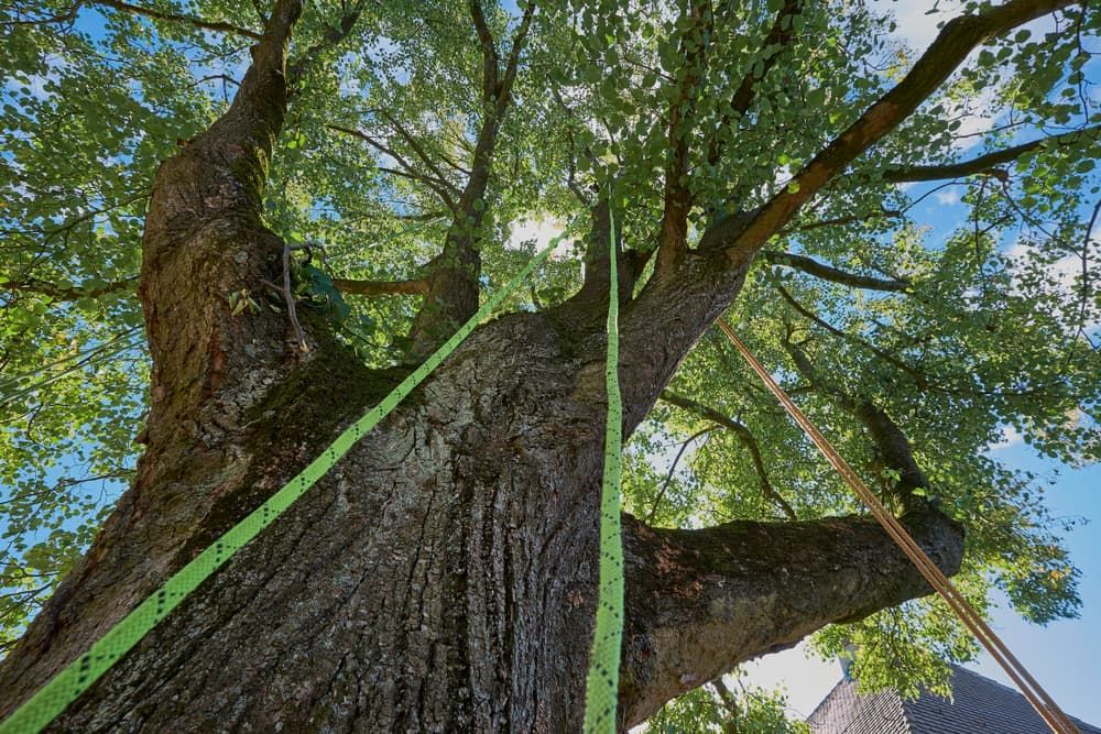 Looking Up at a Tree With a Green Rope Attached to It — Ability Tree Service in Darawank, NSW