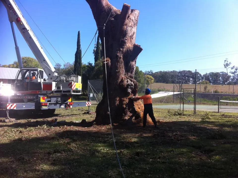 A Large Tree is Being Removed by a Crane — Ability Tree Service in Darawank, NSW