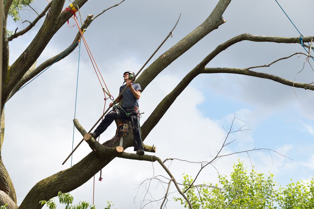 A Man is Sitting on a Tree Branch Talking on a Cell Phone — Ability Tree Service in Diamond Beach, NSW