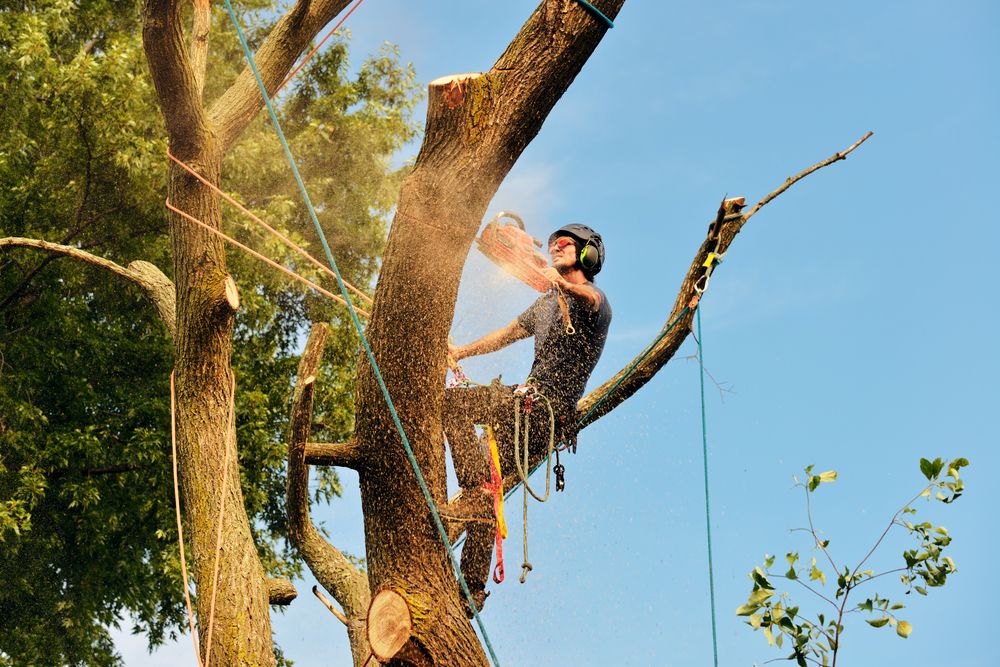 A Man is Cutting Down a Tree With a Chainsaw — Ability Tree Service in Darawank, NSW
