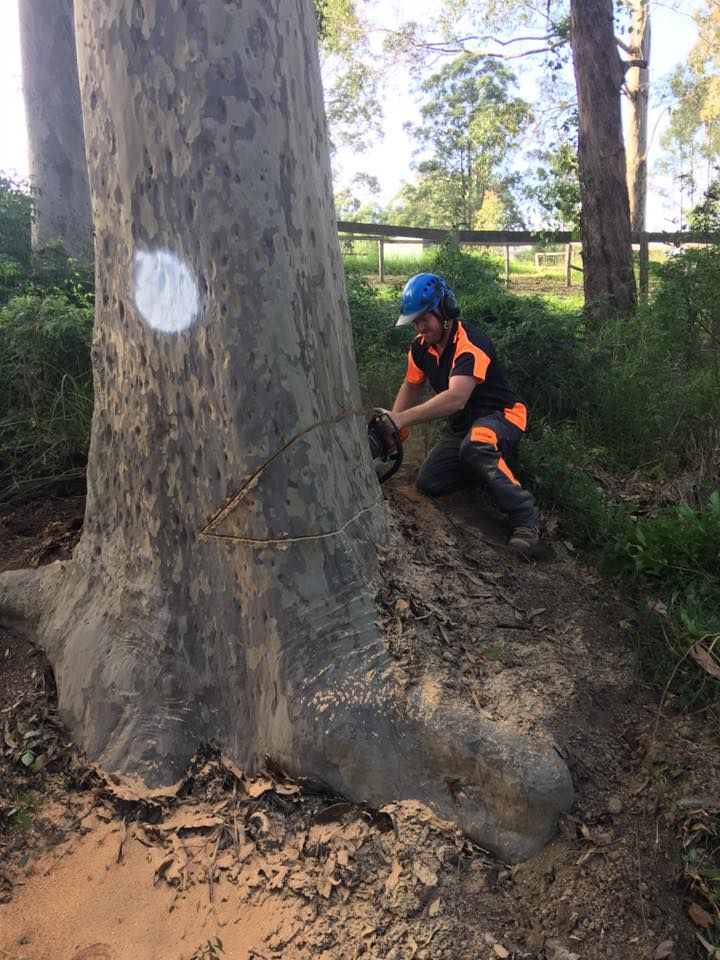 A Man is Cutting a Tree With a Chainsaw in the Woods — Ability Tree Service in Darawank, NSW