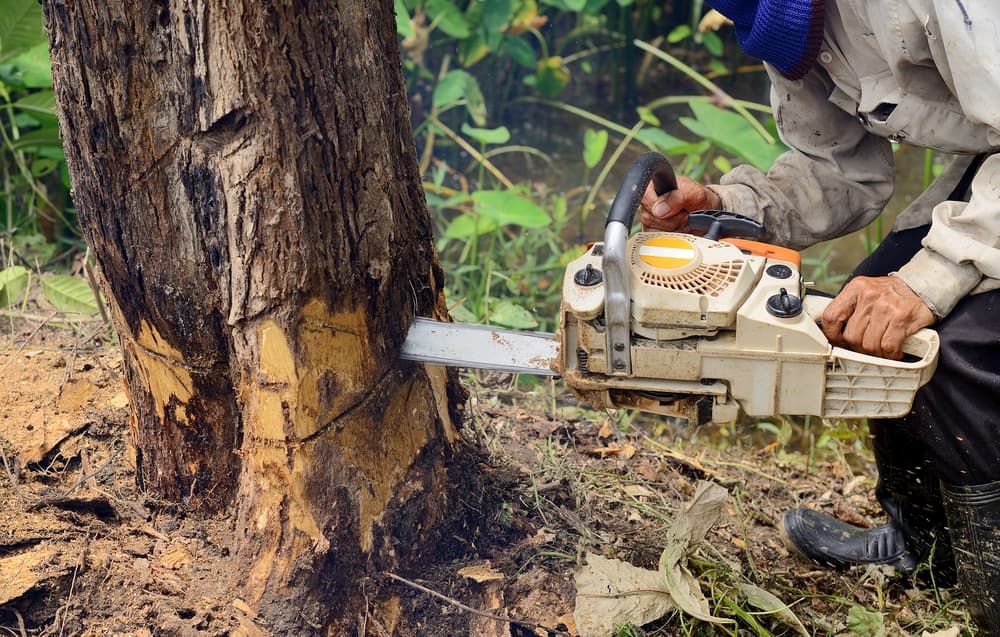 A Man is Cutting a Tree With a Chainsaw — Ability Tree Service in Wingham, NSW