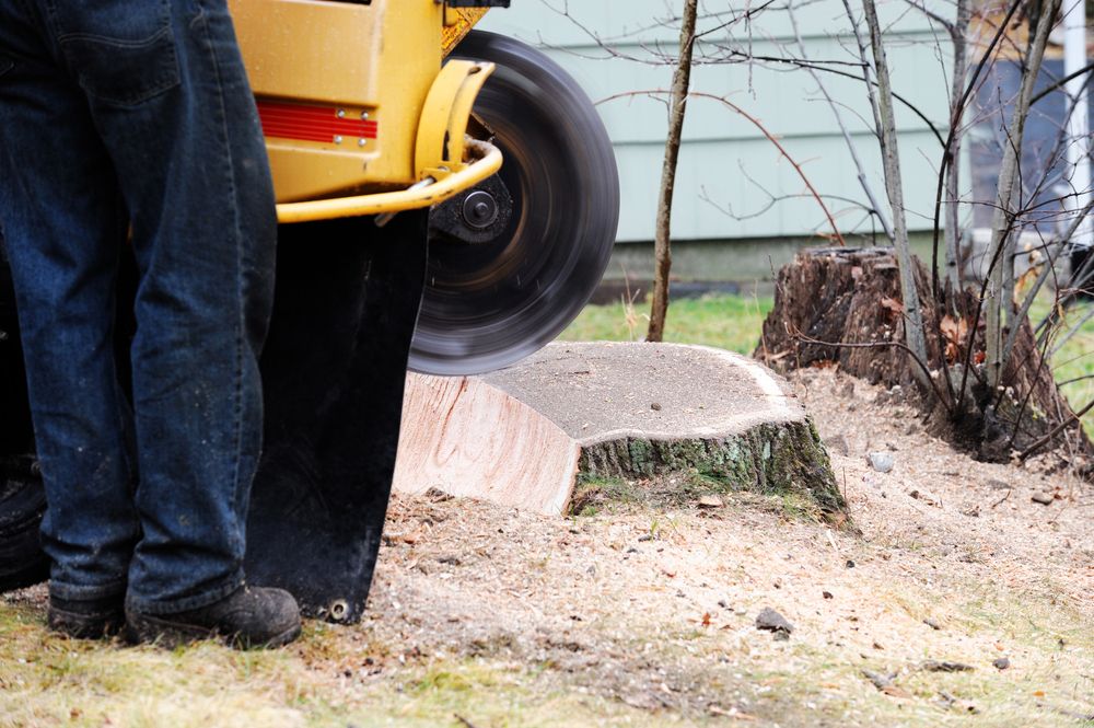 A Man is Standing Next to a Machine That is Cutting a Tree Stump — Ability Tree Service in Taree, NSW