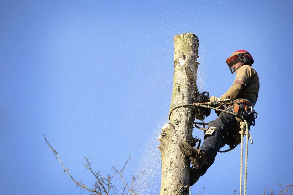 A Man is Cutting Down a Tree With a Chainsaw — Ability Tree Service in Darawank, NSW