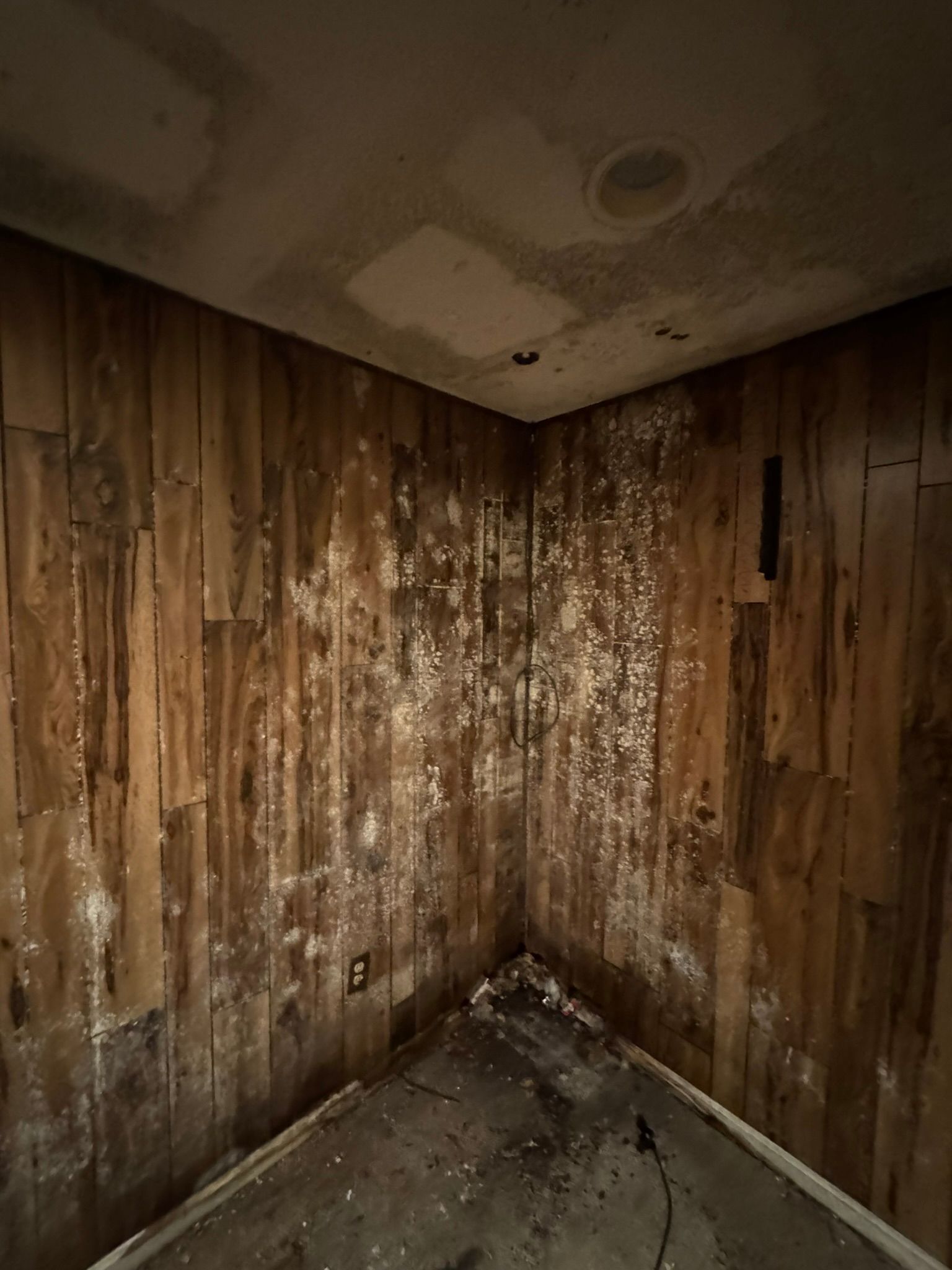 Mold-covered corner of a small room with wood-paneled walls and a stained, damp floor.