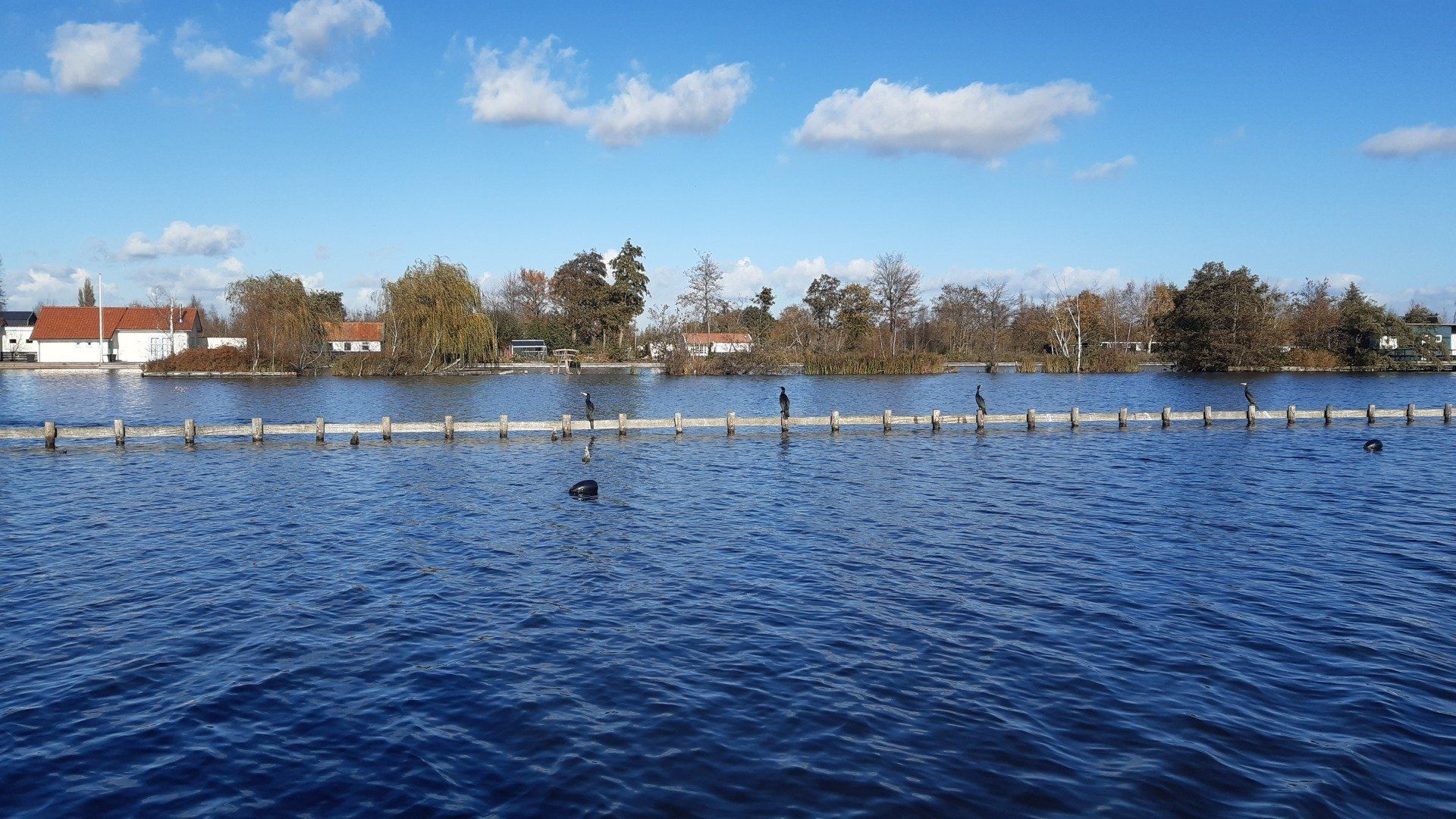 Overstroomd gebied met huizen op de achtergrond en een rij palen, onder een blauwe hemel.