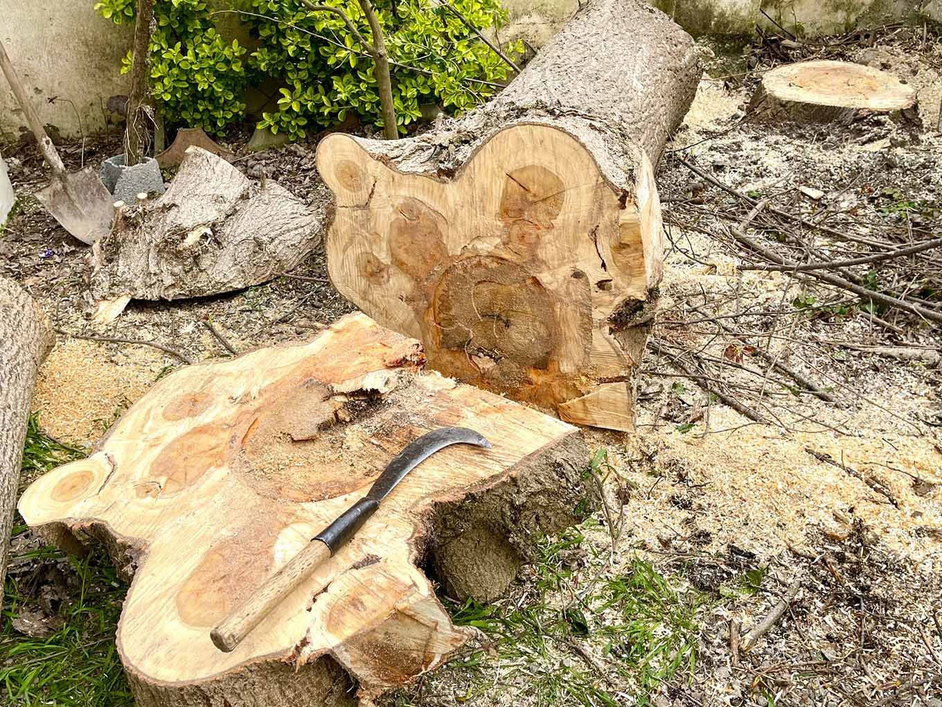 Tree trimming and removal — Crestview, FL — Coastal View Fencing LLC