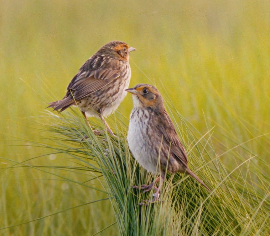 Two brown sparrows perched on green grass, heads turned towards each other.