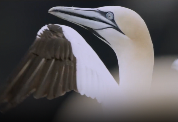 Gannet with white body, tan head, and dark wing. It holds its wing out, with a dark background.