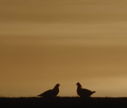 Silhouetted birds against an orange and yellow sky.