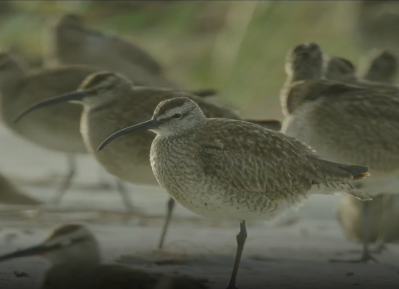 Flock of shorebirds with long, curved beaks standing on one leg in a sandy environment.