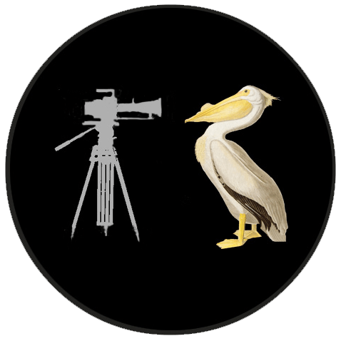 Birds of America