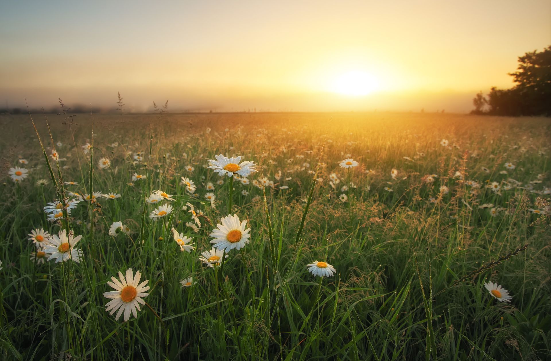 Sunlit meadow of white daisies and tall grass at sunrise, with a glowing golden sky