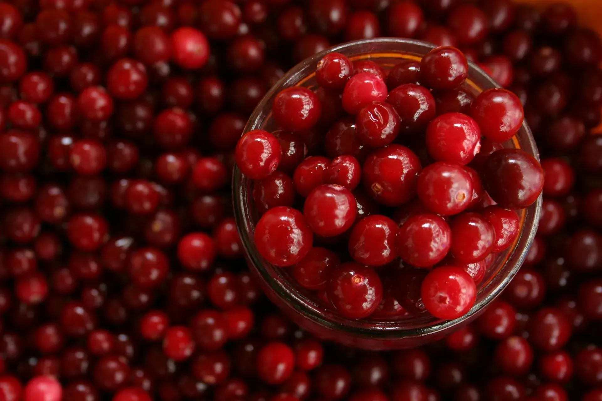 Bowl of glossy red cranberries on a bed of cranberries