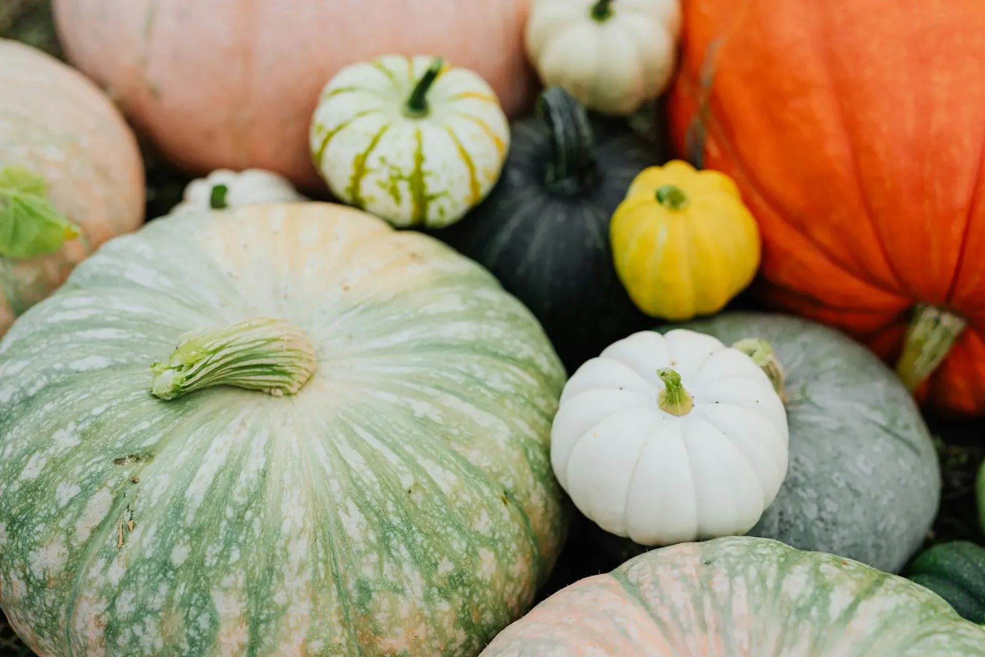 Assorted pumpkins and gourds in green, white, yellow, orange, and black piled together