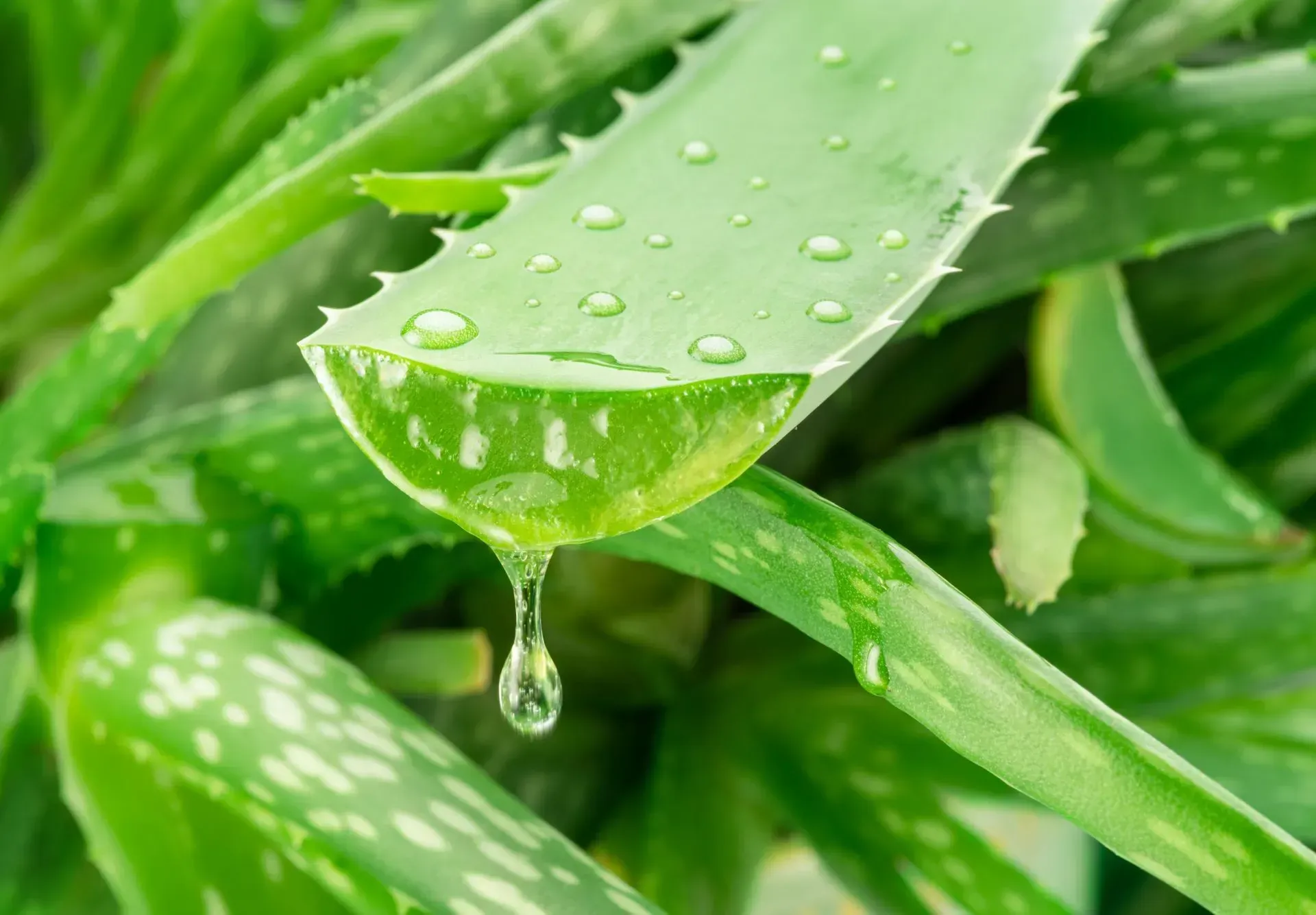 Close-up of green aloe leaves with water droplets and a hanging drop