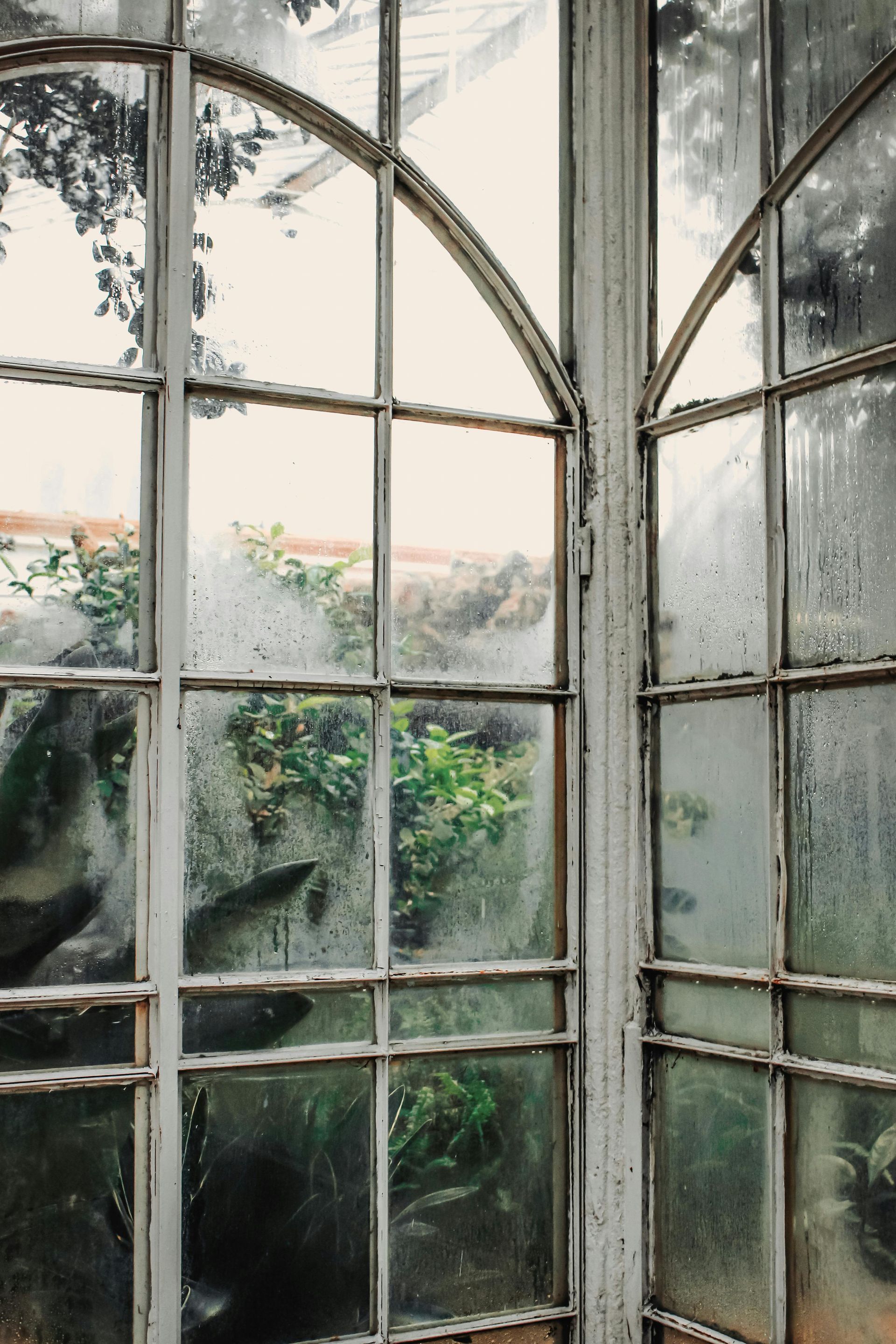 Arched frosted glass window panes with moisture and greenery visible outside