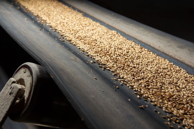 Vista ravvicinata di un nastro trasportatore che movimenta un flusso continuo di grano marrone chiaro in un contesto industriale.