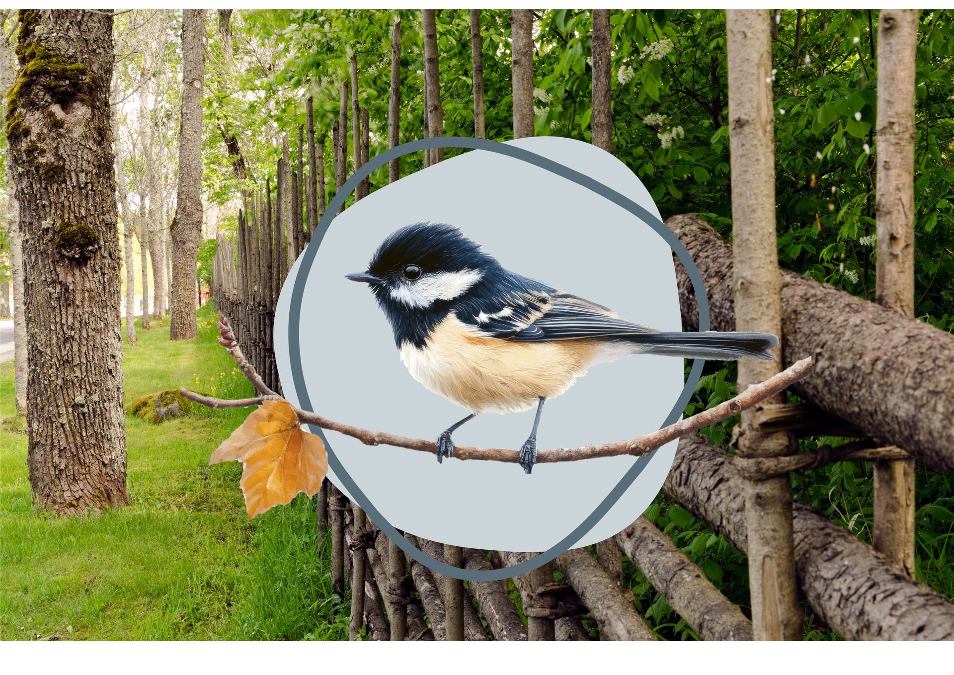 Een klein vogeltje zit op een tak voor een houten hek.