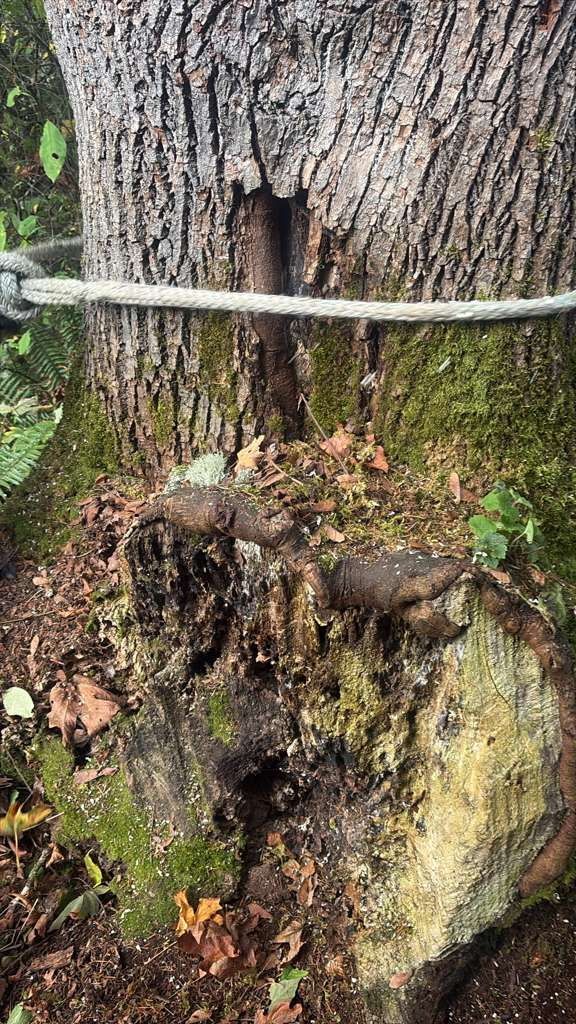 Tree trunk with a hole and rotting stump, secured with a rope, surrounded by moss and leaves.