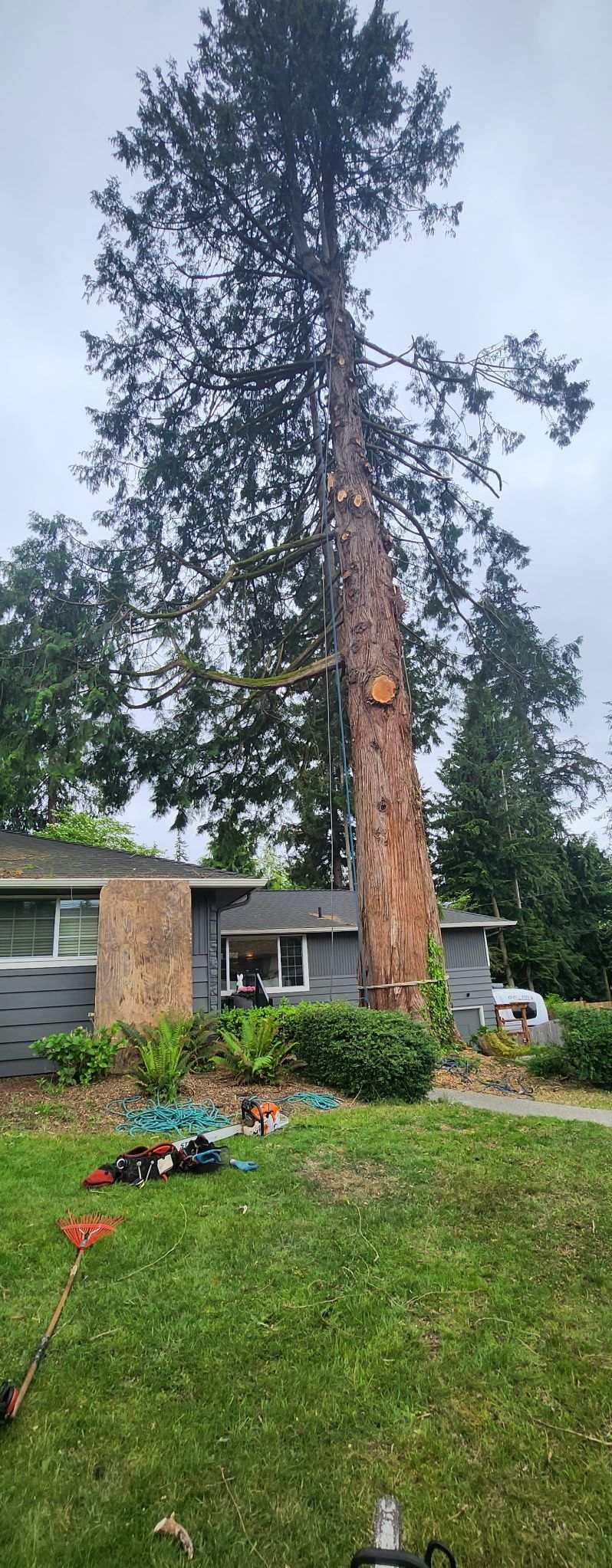 Large cedar tree prepared for professional tree removal services beside a residential home, with climbing ropes and chainsaw equipment visible.