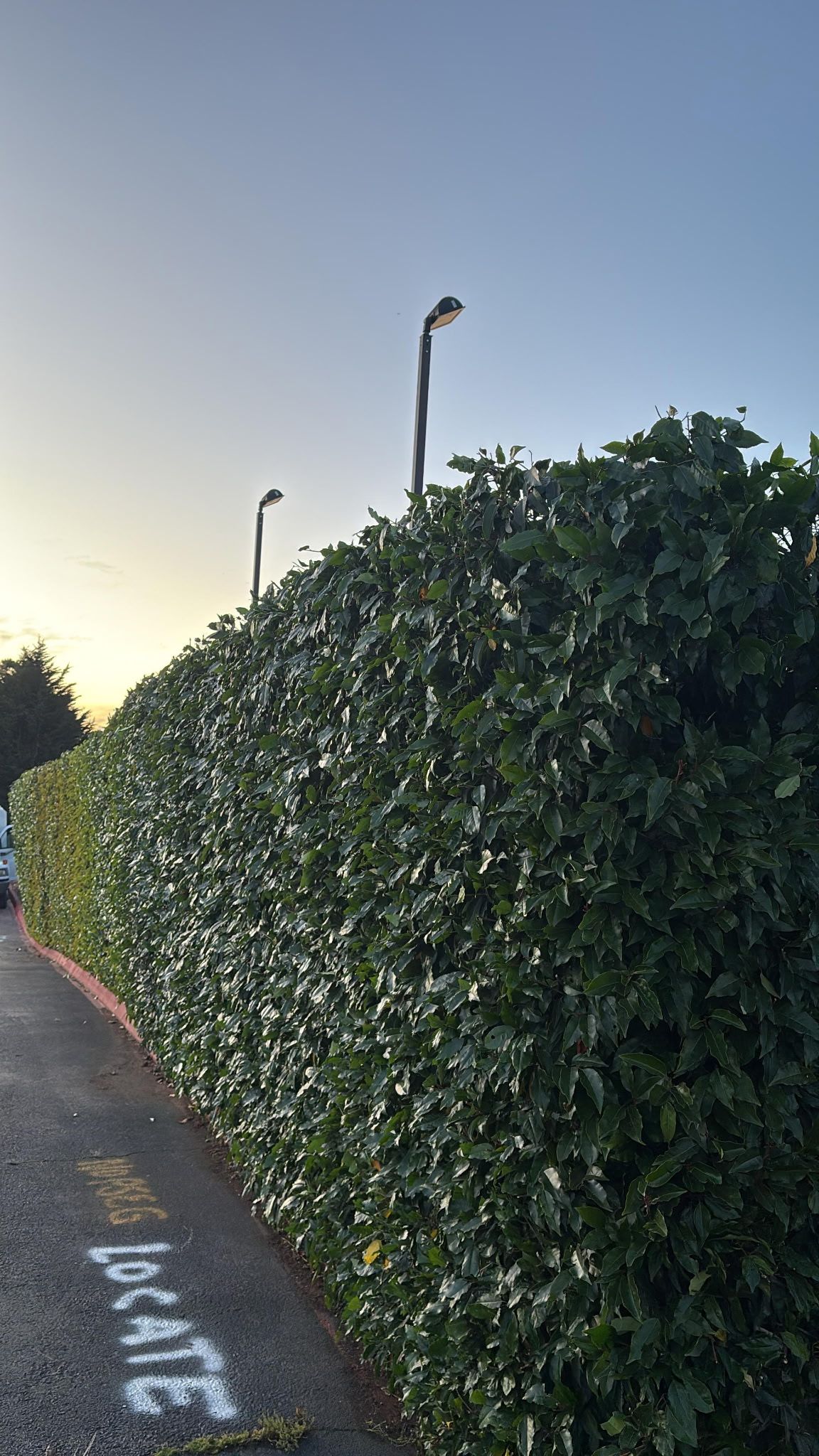Hedge alongside a road with street lights overhead. The sky is pale blue.