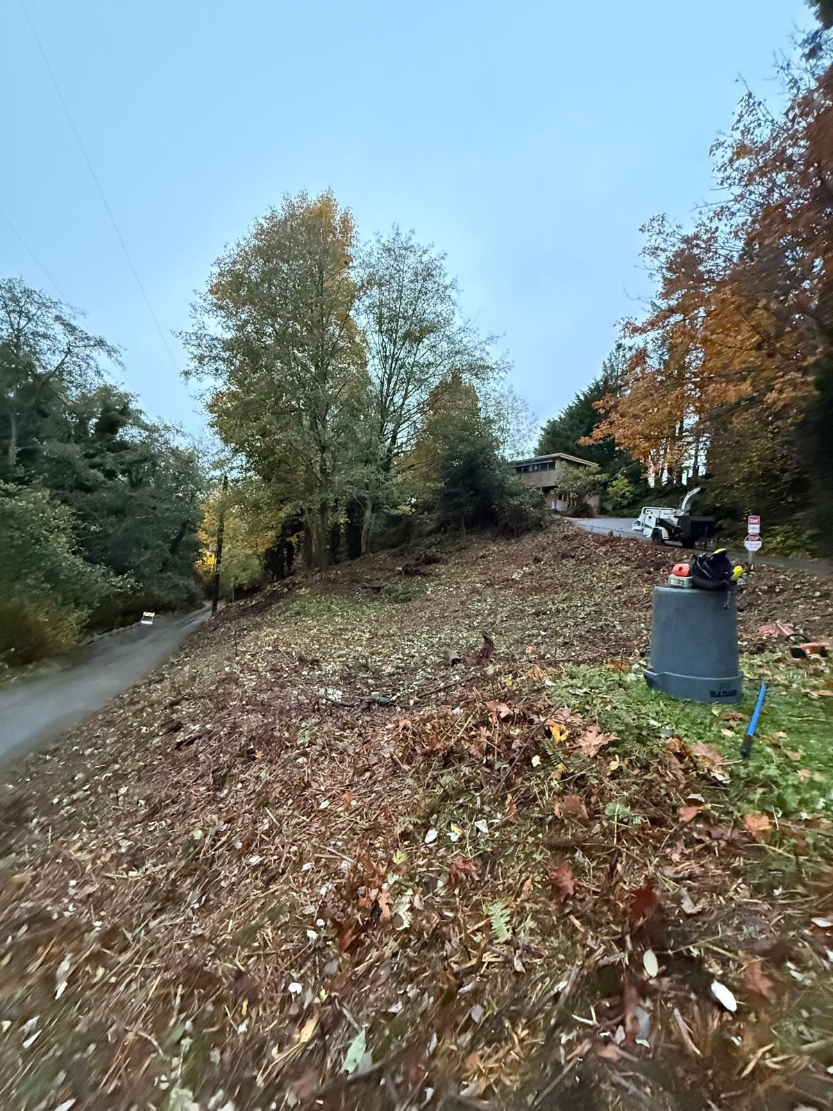 Autumn yard with leaf-covered slope, trees, and a wheelie bin beside a driveway