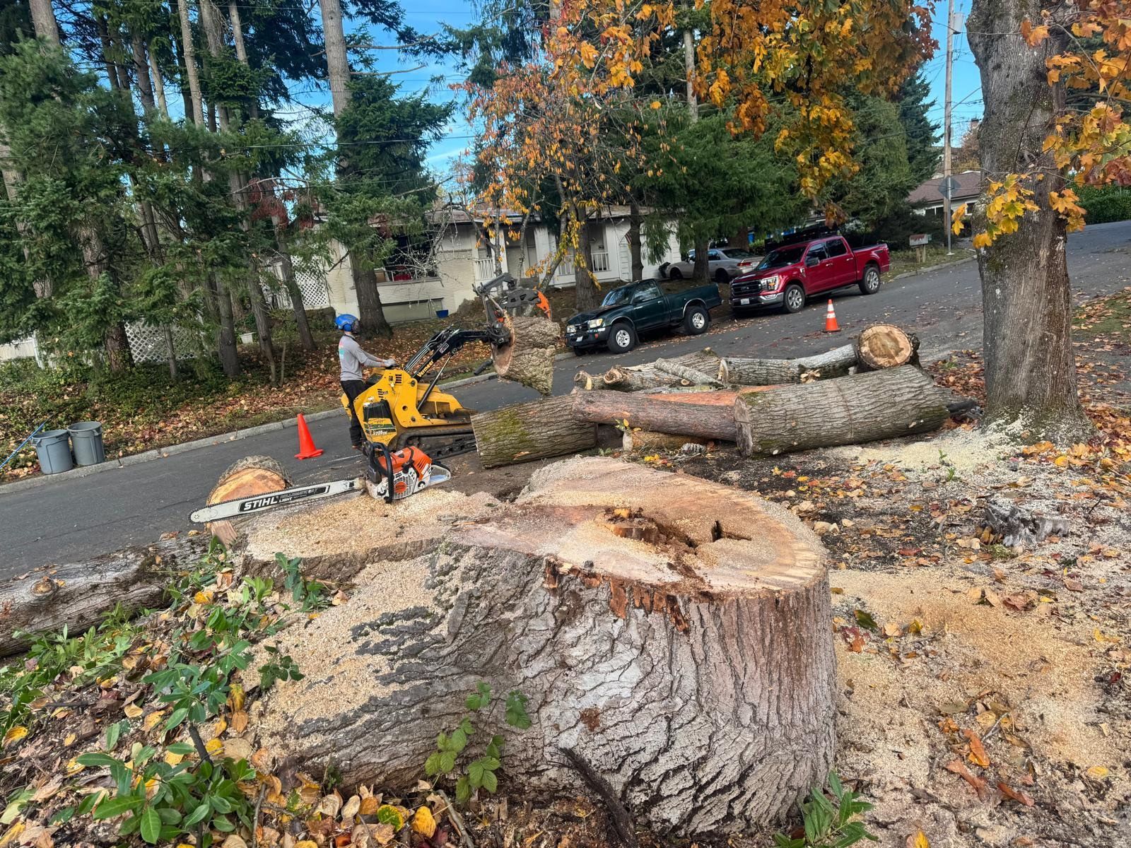 A person using a chainsaw to cut a tree trunk on a street, with cut logs and a stump visible.