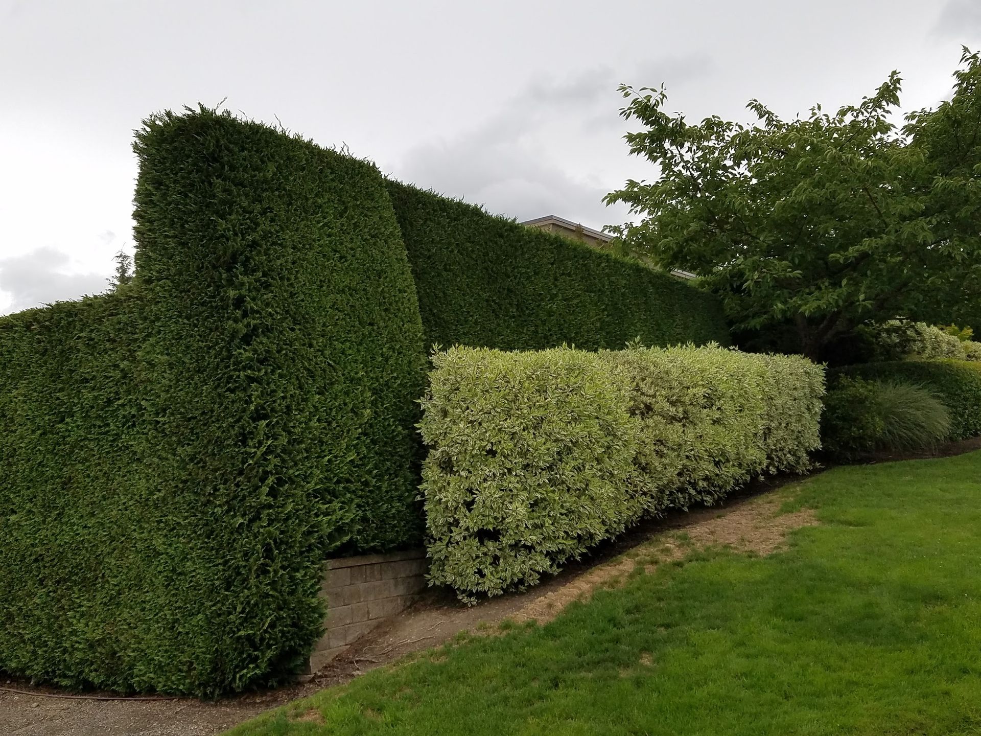 Green and variegated hedges in a yard with grass and cloudy sky.
