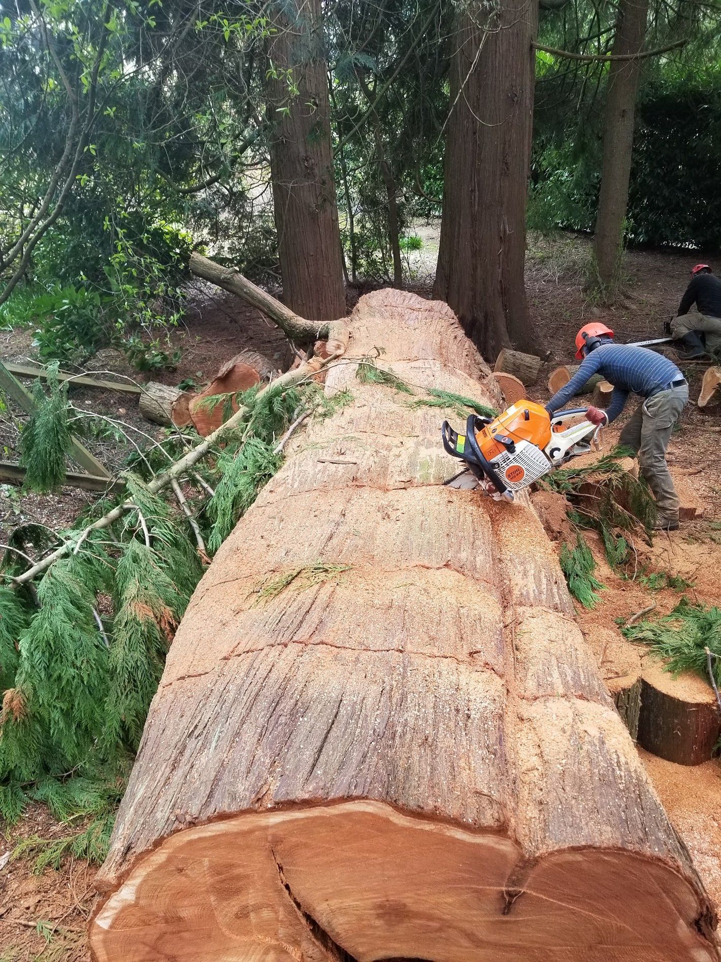 Person using a chainsaw to cut a large tree trunk in a wooded area.