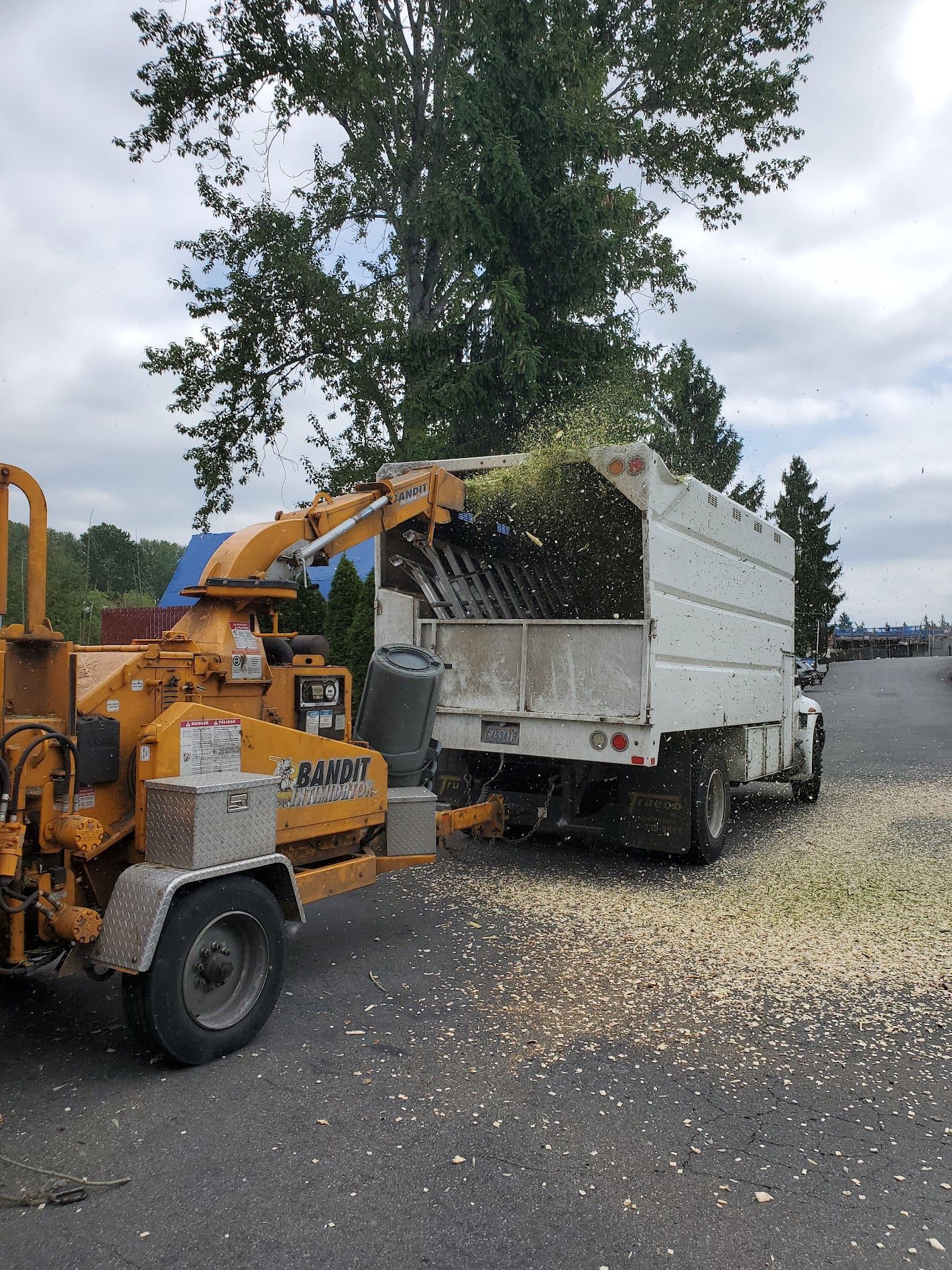 A wood chipper blowing wood chips into the back of a white truck, on a paved lot.