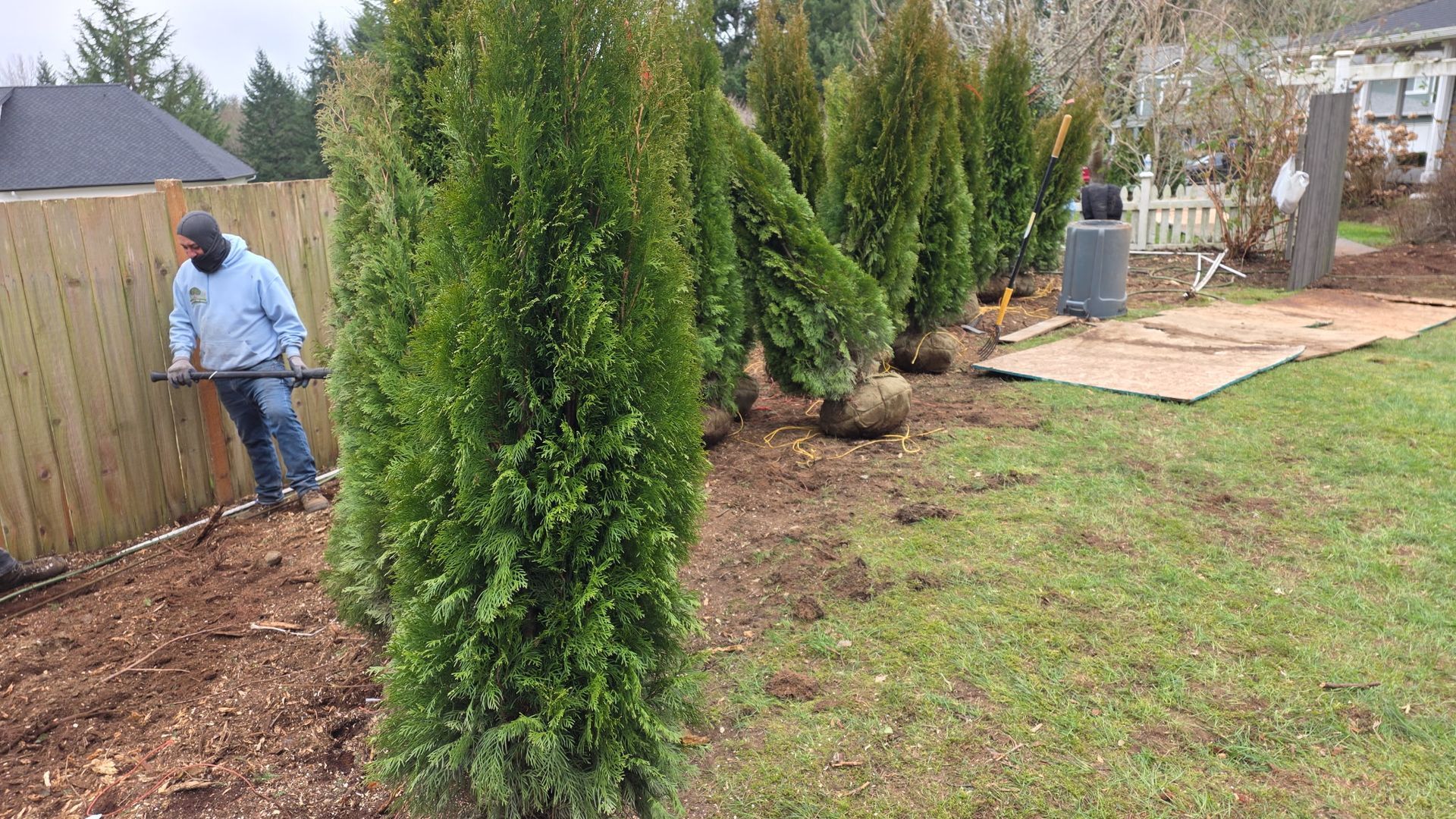 Worker planting tall evergreen shrubs along a backyard fence on a cloudy day