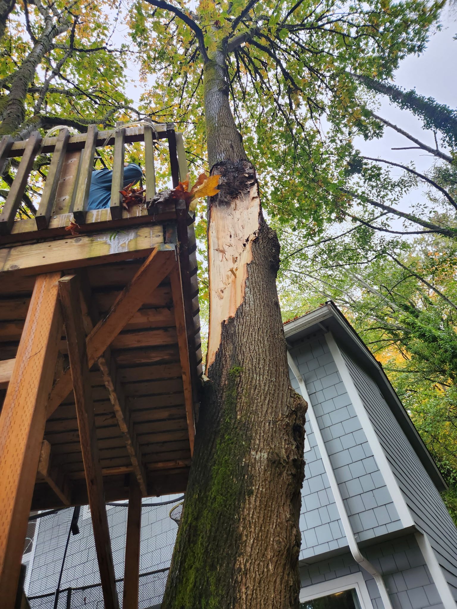 Tree with a large split trunk next to a treehouse structure. Light blue house in background.