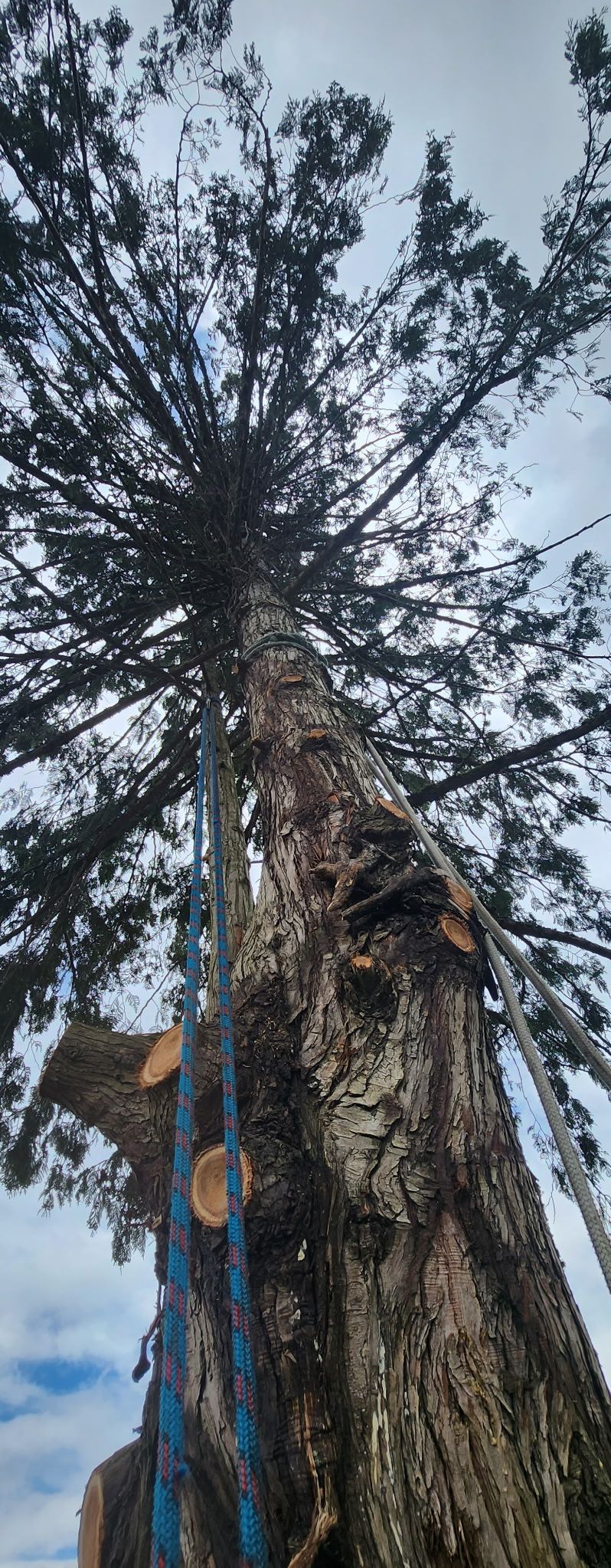 Tall tree trunk reaching into the sky, wrapped with blue and orange ropes, seen from below.