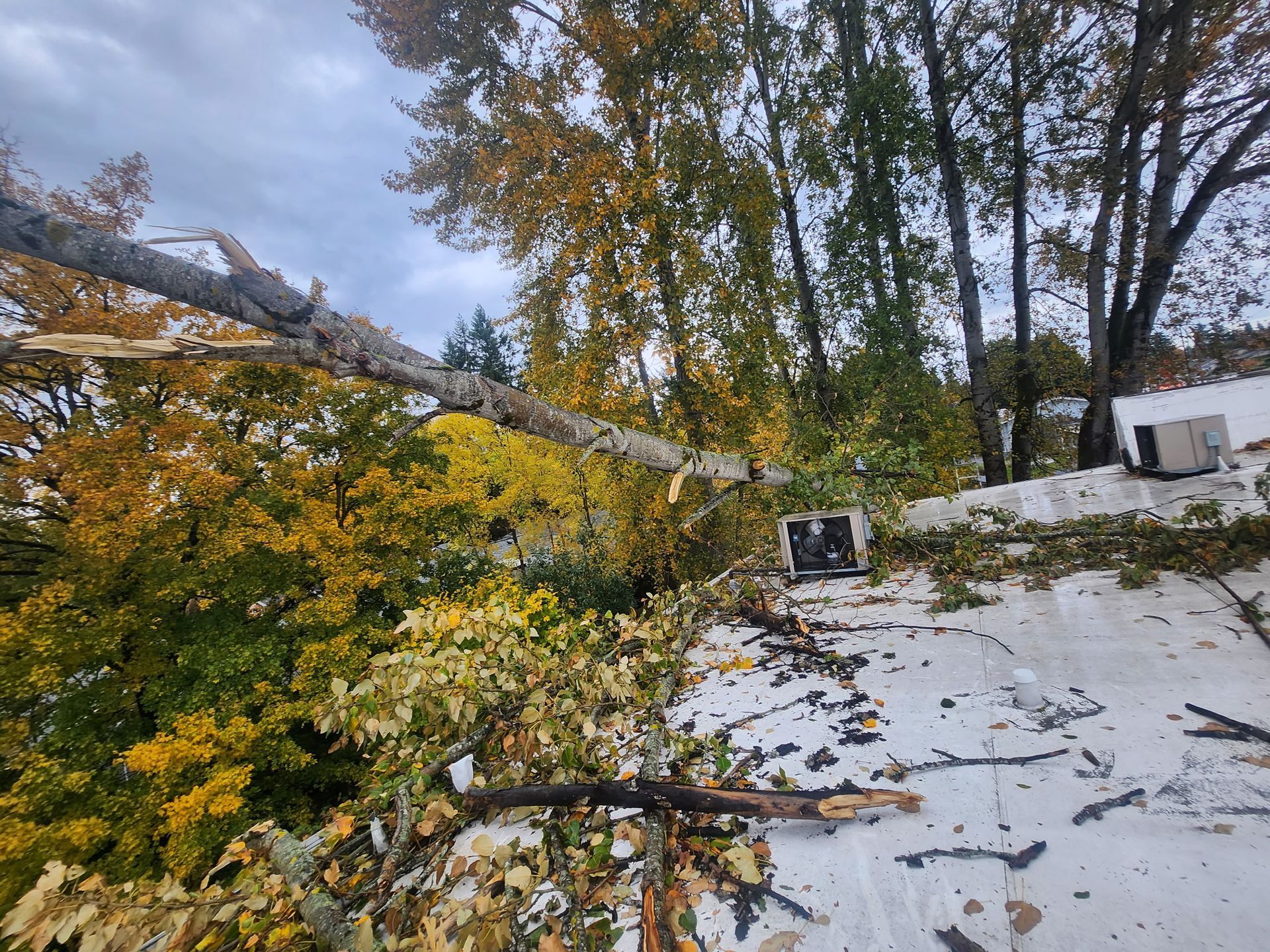 Tree branch fallen on roof, surrounded by fall foliage under cloudy sky.