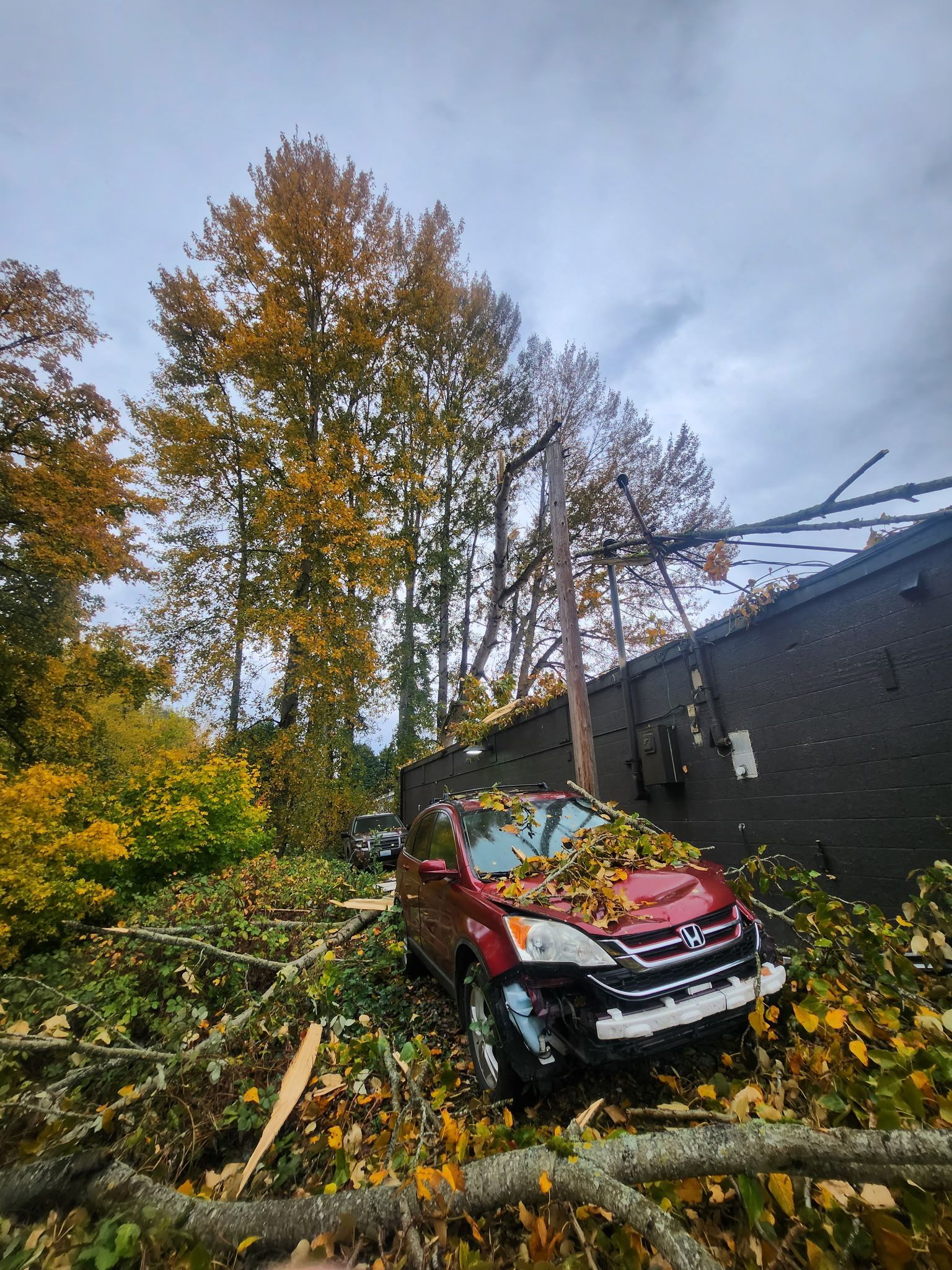 Gray car crushed by a fallen tree, hood and roof damaged. Debris scattered around.