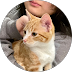 Orange cat resting against a person in a circular profile photo