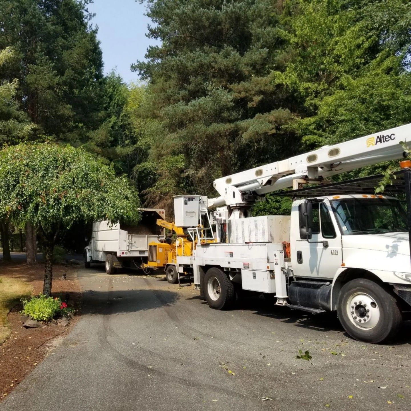 Tree service trucks on a driveway near trees. One truck has a lift, the other is a chipper.