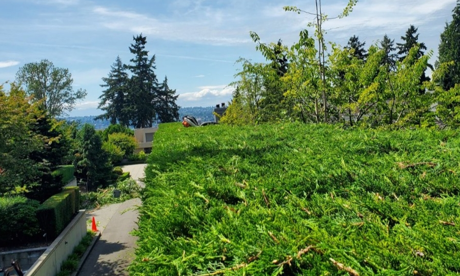 Sunny garden path beside dense green hedges, with tall trees and distant mountains under a blue sky.