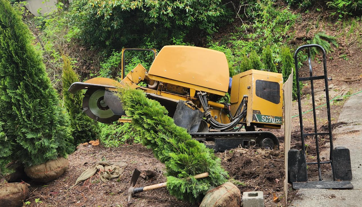 A yellow stump grinder sits on a dirt slope near a handheld dolly, small pine trees, and landscaping tools, providing stump grinding services.
