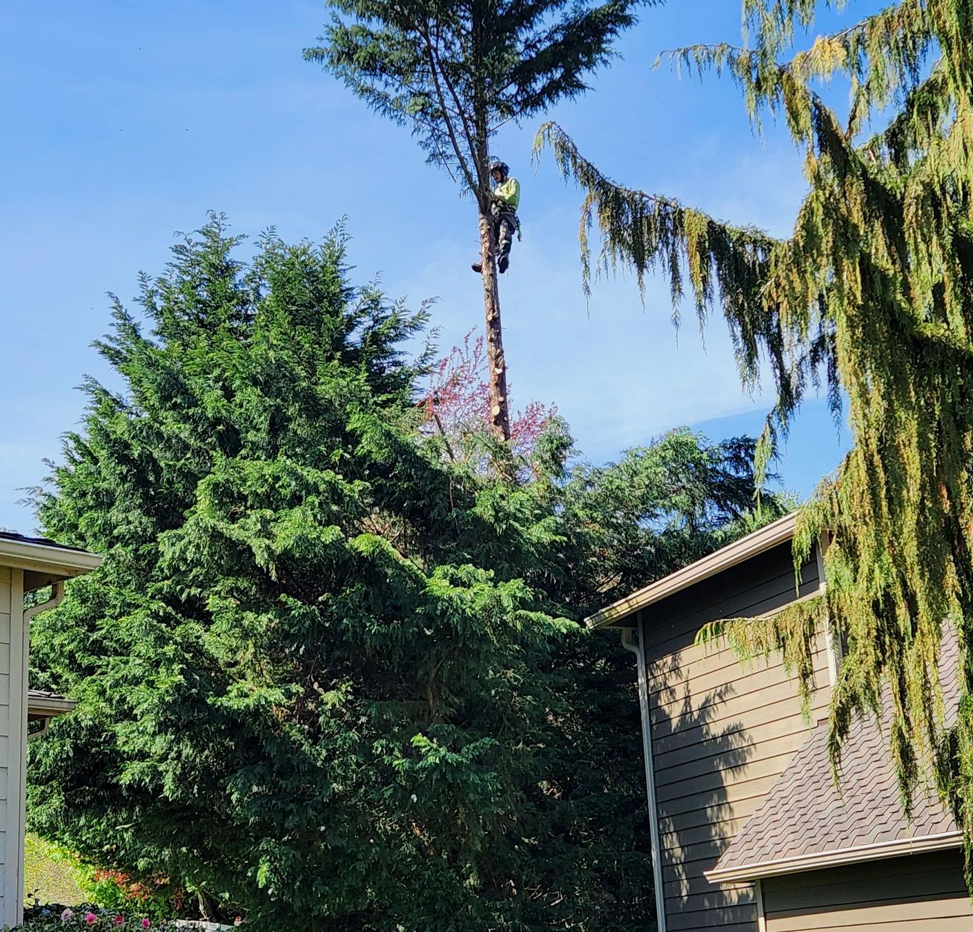 Tree removal services removing a large tree beside a residential home in Lynnwood, WA