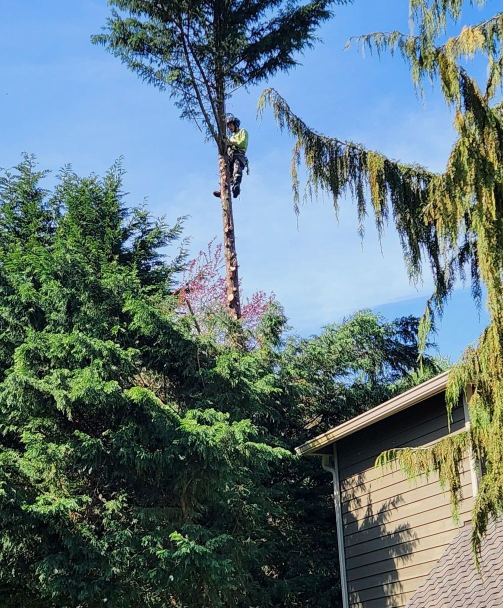 Trees and a house roof against a blue sky on a sunny day