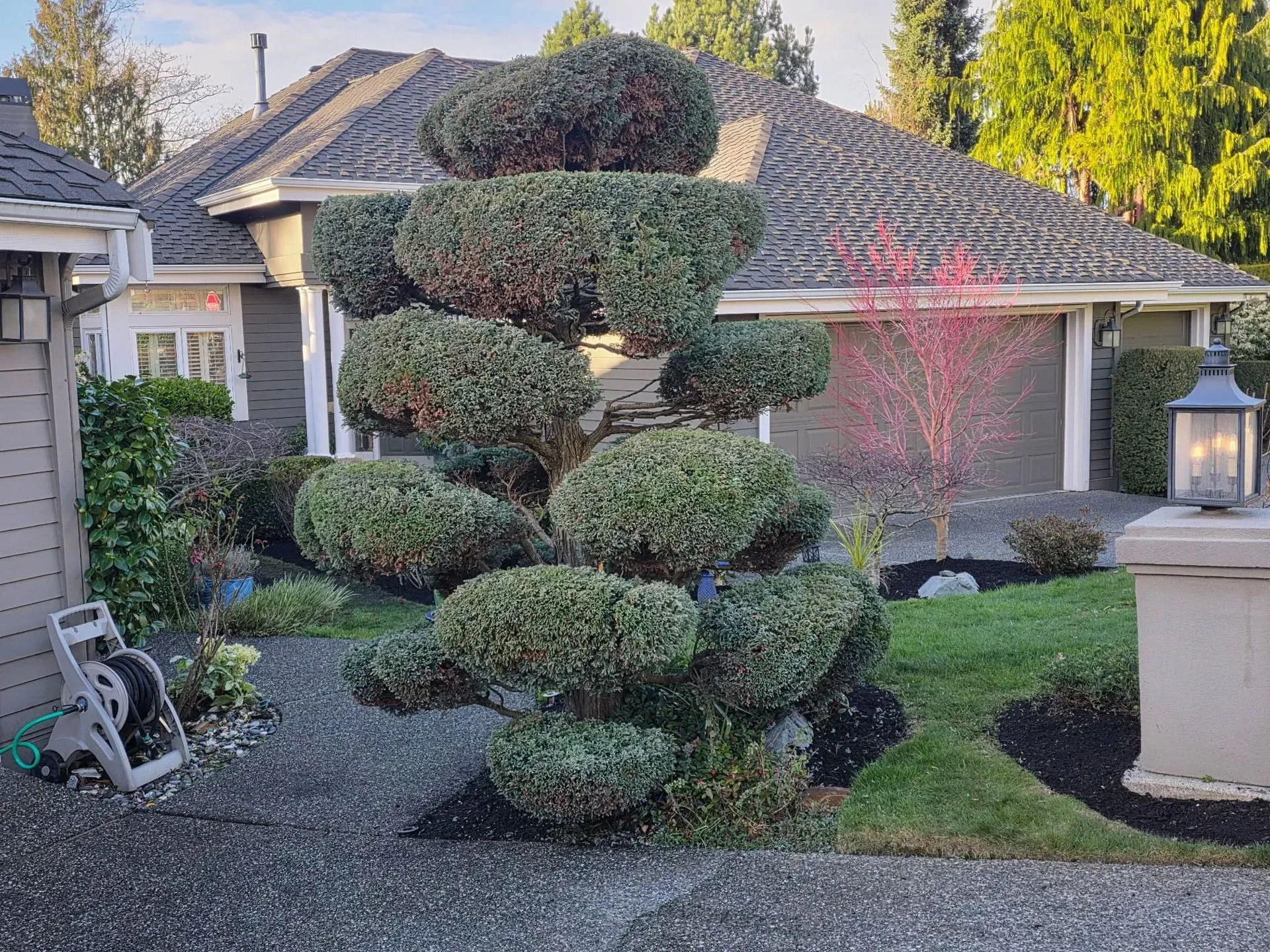 Topiary garden sculpture with tiered greenery in a front yard beside a house and stone lanterns