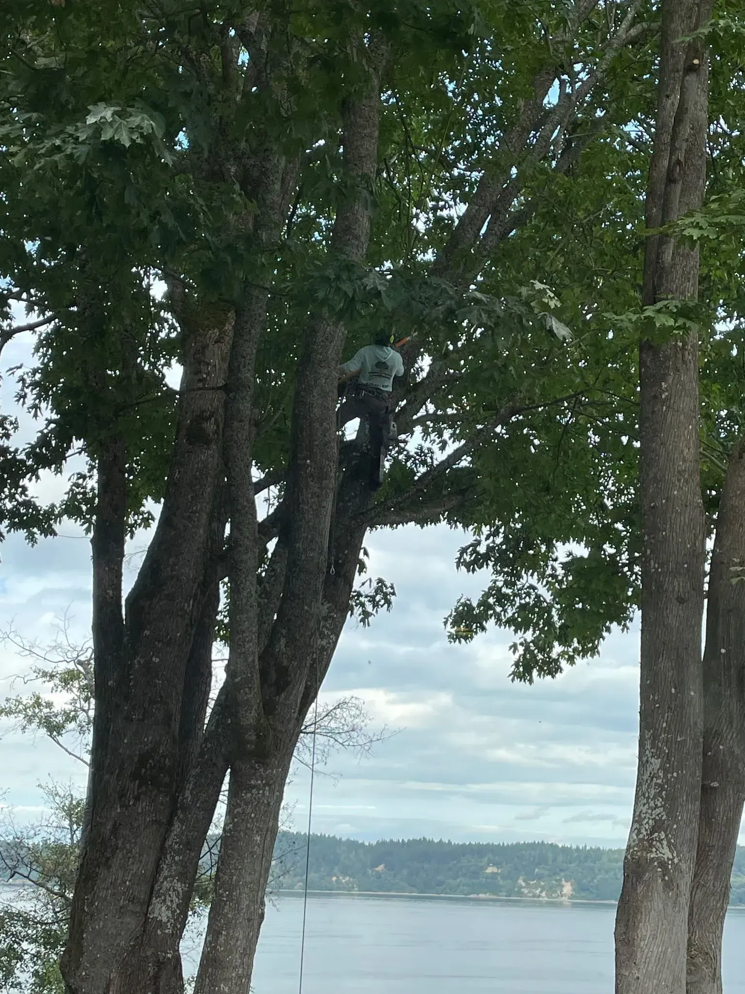 Tree trunks and dense green foliage overlooking a calm lake and distant shoreline