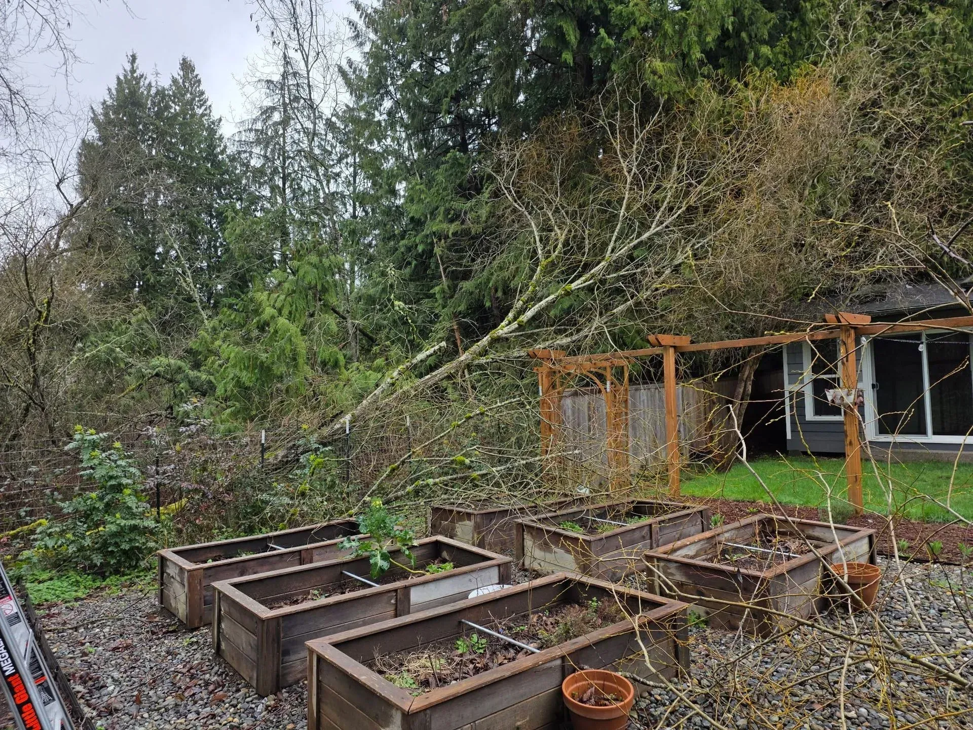 Backyard garden with raised beds, young plants, and a wooden pergola beside a house under trees.