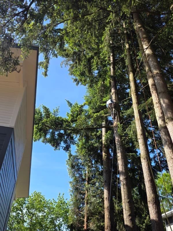 Tall evergreen trees beside a building under a bright blue sky