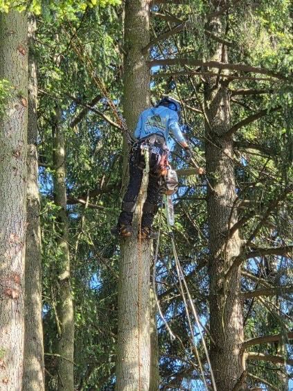 Person in blue gear climbing a tree in a forest using ropes
